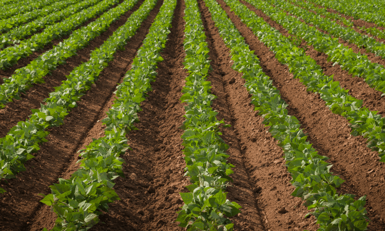 Osiguranje poljoprivrede – da prihod ne zavisi od tebe